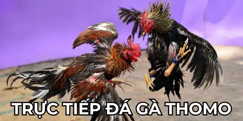 Đá Gà Thomo – Trận Chiến Đỉnh Cao Giữa Những Chiến Kê Huyền Thoại