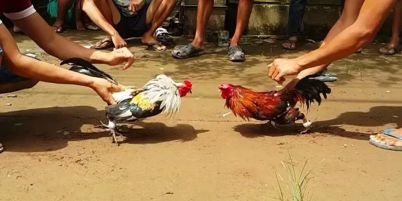 Để cược đá gà cựa dao tại FIVE88 hiệu quả, người chơi cần phân tích phong độ chiến kê