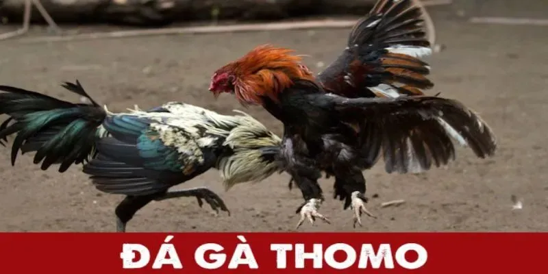 Đá gà Thomo giữ vững vị thế hàng đầu nhờ các trận đấu kịch tính