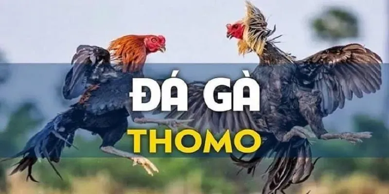Đá gà Thomo được tổ chức chuyên nghiệp với quy định rõ ràng