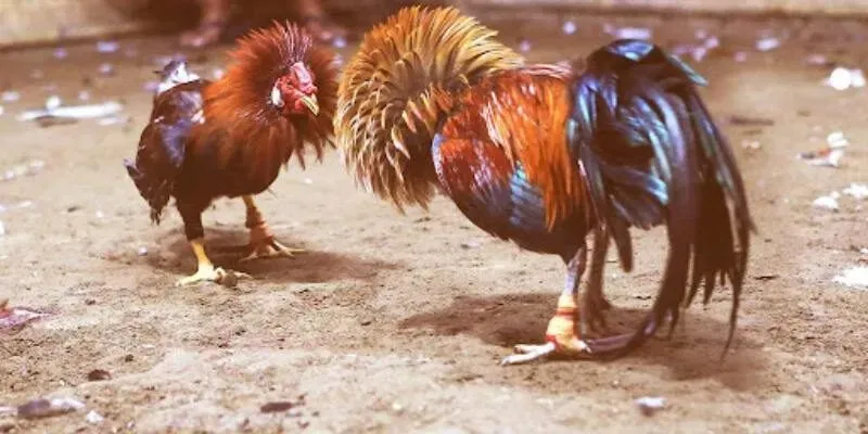Đá Gà Cựa Dao – Sân Chơi Kịch Tính Bậc Nhất Dành Cho Người Đam Mê Tốc Độ